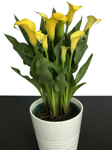 Calla Lily