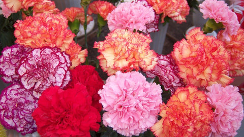 Two Dozen Colorful Carnations