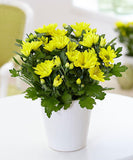 Chrysanthemum