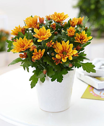 Chrysanthemum