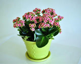 Calandiva Flowering Kalanchoe