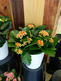 Calandiva Flowering Kalanchoe