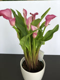 Calla Lily