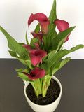 Calla Lily