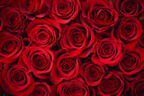 Boxed Premium Roses - 12 Roses